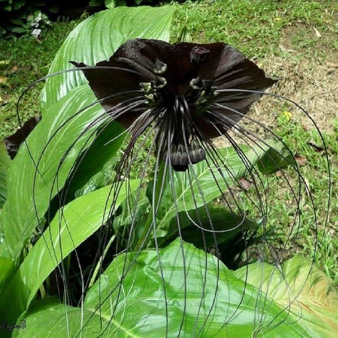 black orchid flower seeds