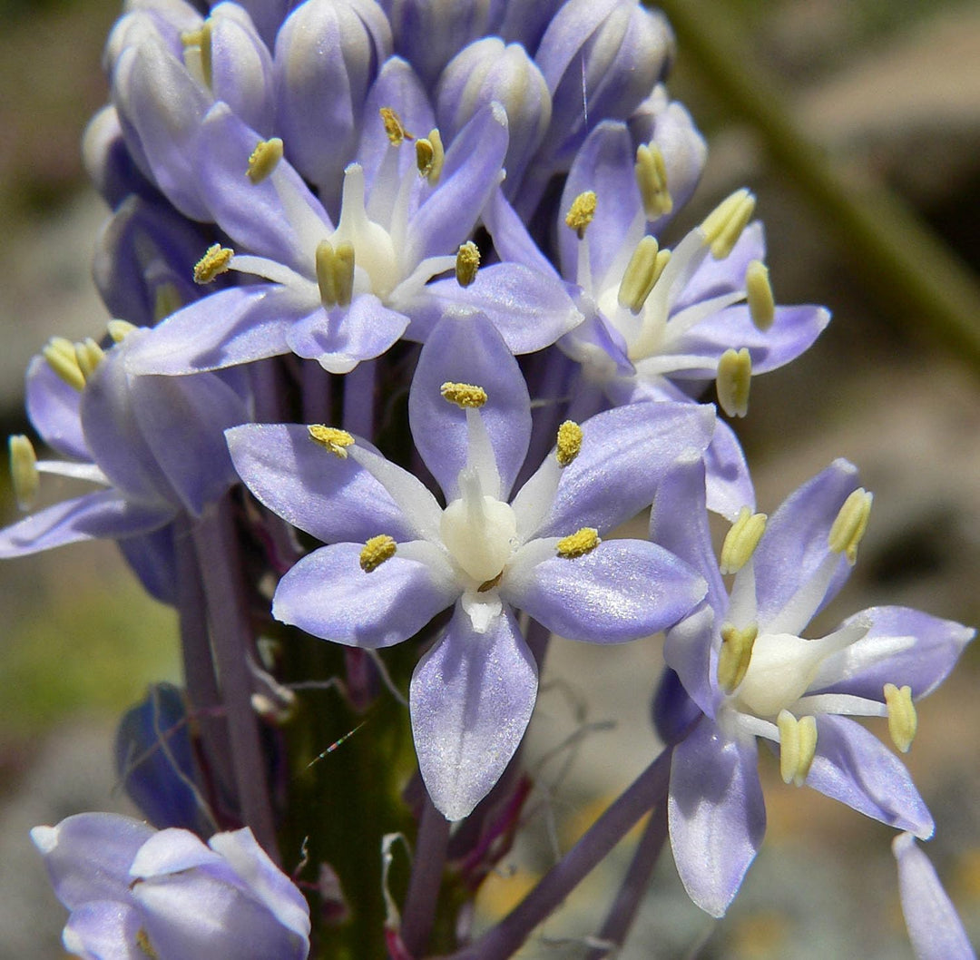merwilla flower flower seeds