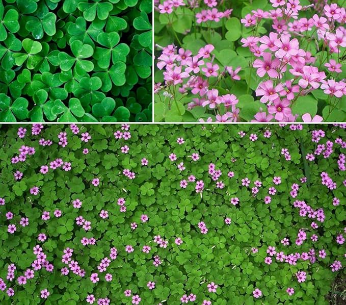 Heirloom Non-GMO Clover Flower Seeds for Planting – Pollinator-Friendly Ground Cover, High Germination