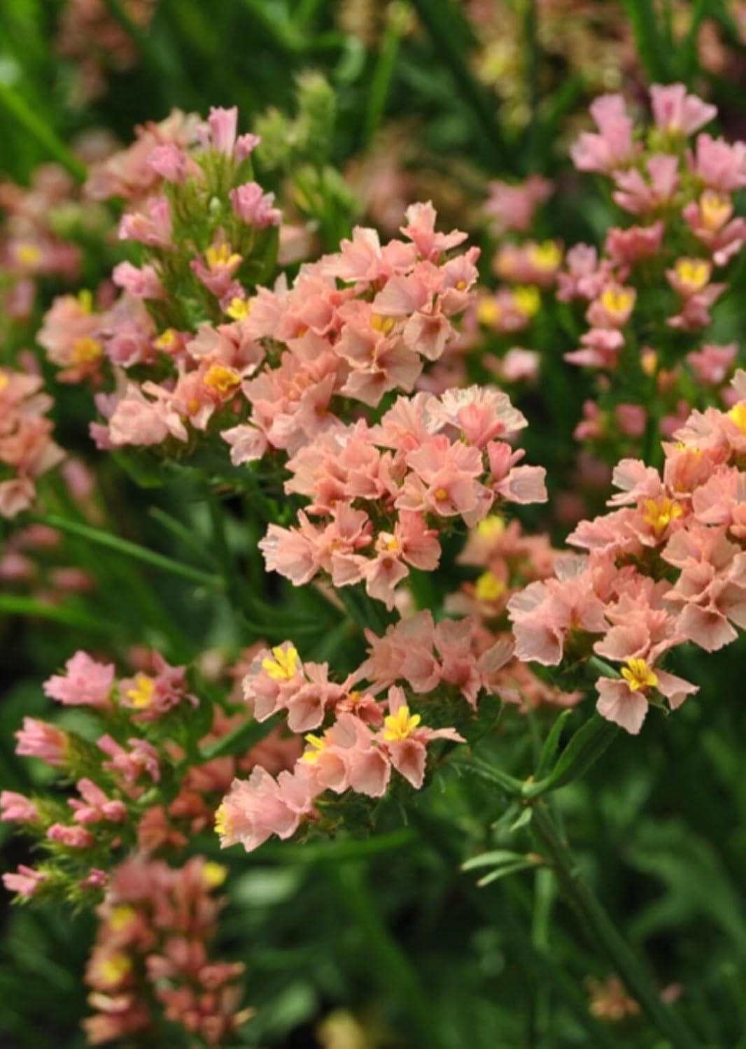 organic limonium flower seeds