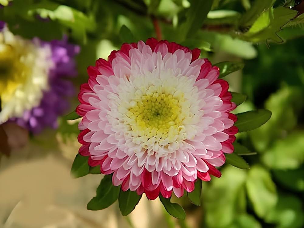 white aster flower seeds