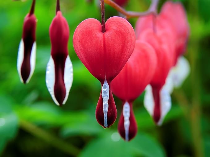 Organic Heirloom Non-GMO Bleeding Heart Seeds for Planting – Shade Garden Flowers, High Germination