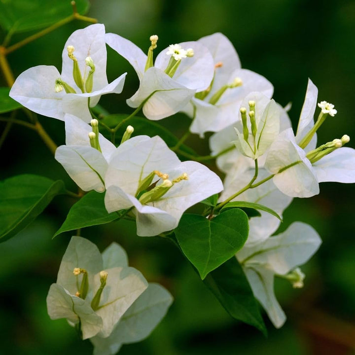 Hvide Bougainvillea Blomsterfrø til Plantning 100 stk