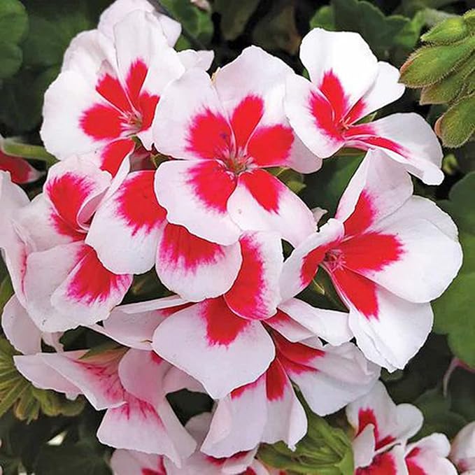 Red & White Geranium Flower Seeds for Planting – Heirloom &  Non-GMO Seeds