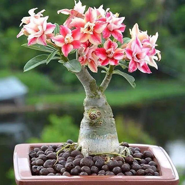 Light Pink Adenium Obesum Flower Seeds for Planting – Heirloom Non-GMO High Germination Garden Seeds