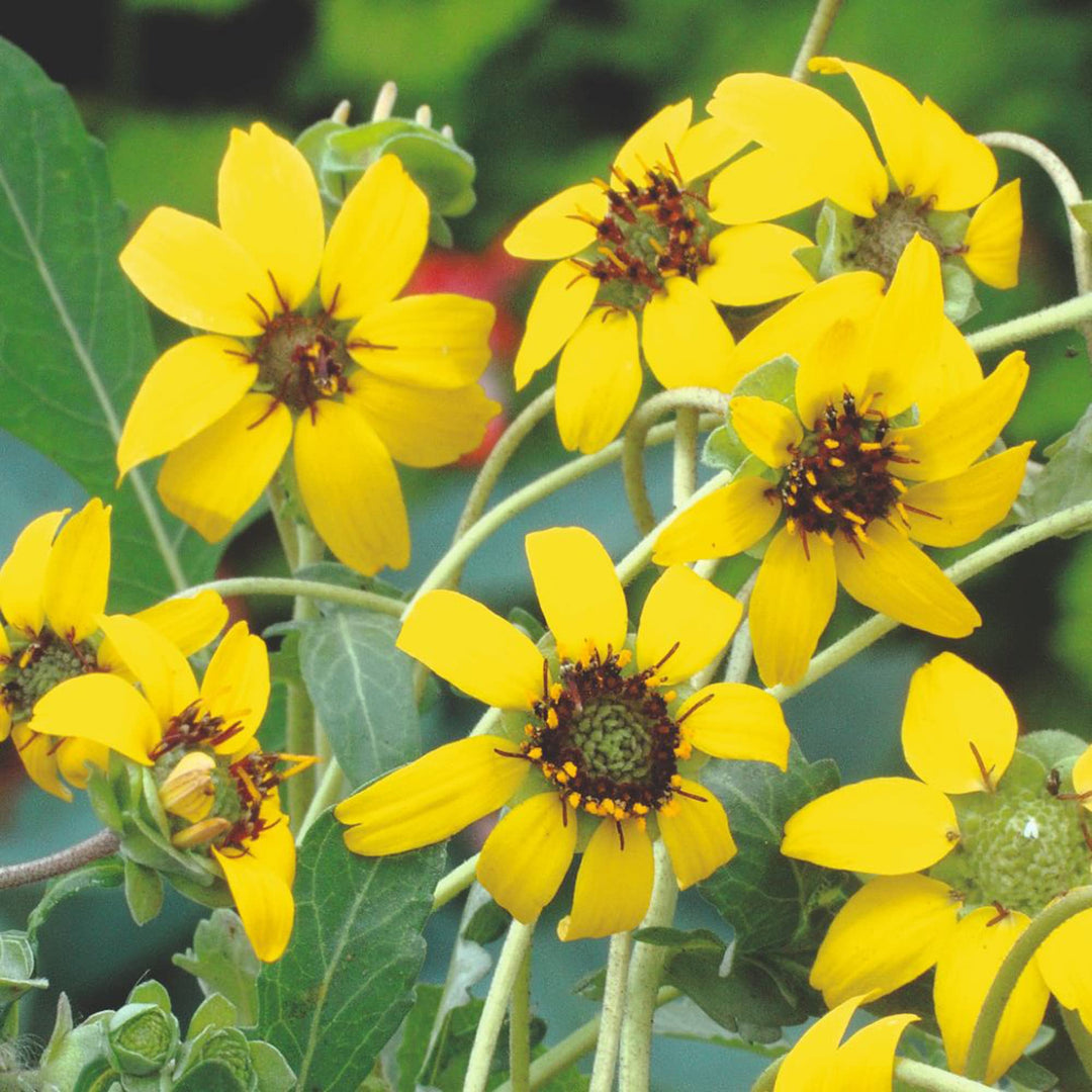 chocolate daisy flower seeds