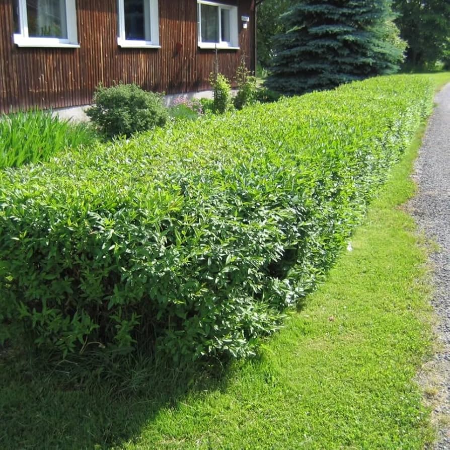 ligustrum vulgare flower seeds