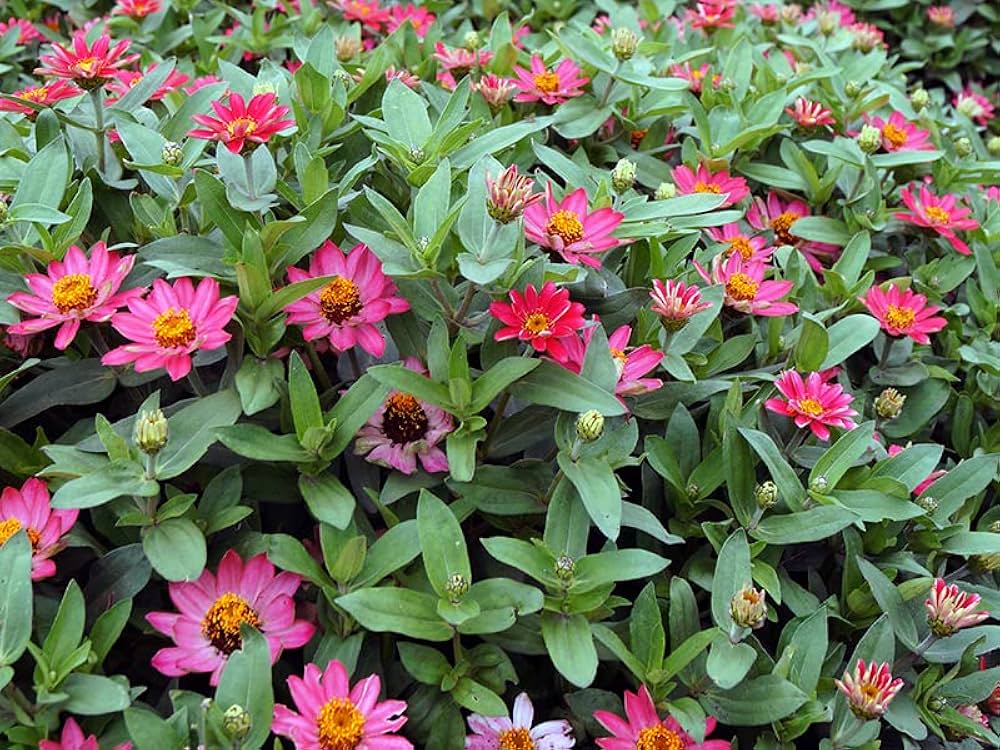 zinnia zinnia flower seeds