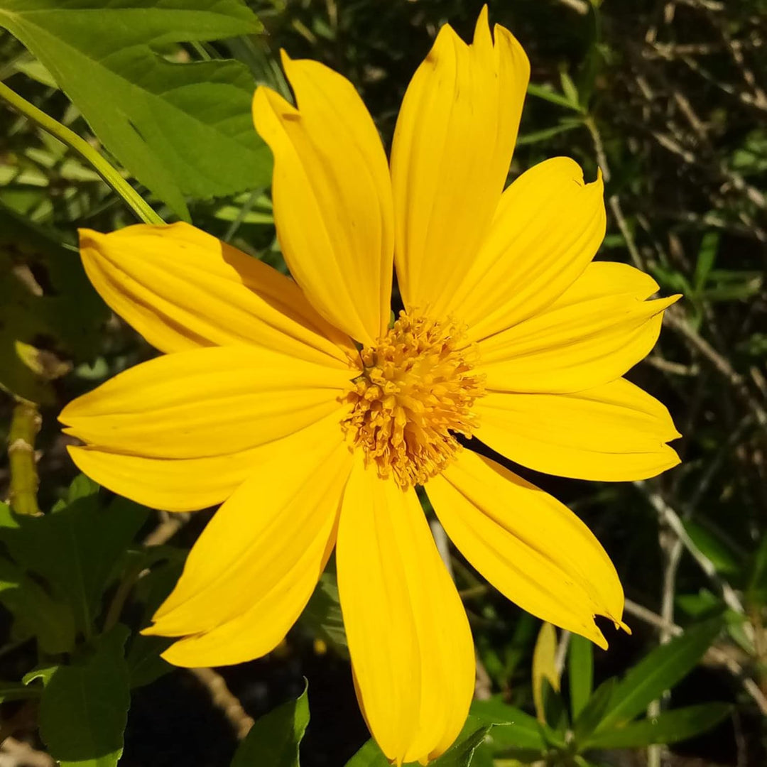 Tithonia Diversifolia Flower Seeds for Planting - 100 pcs