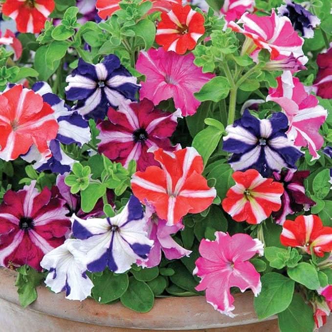 star mix flower seeds
