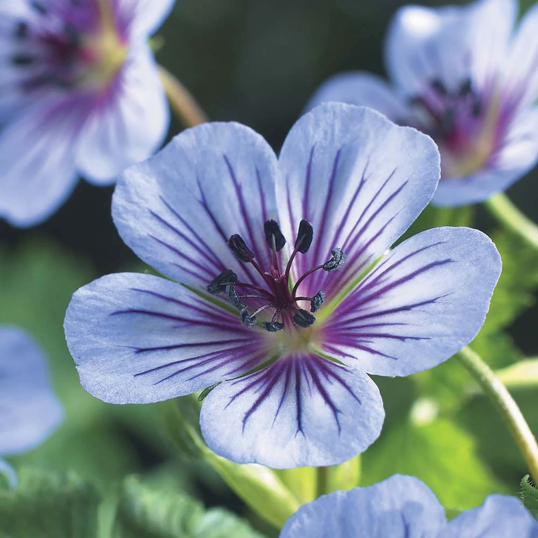 geranium wallichianum flower seeds