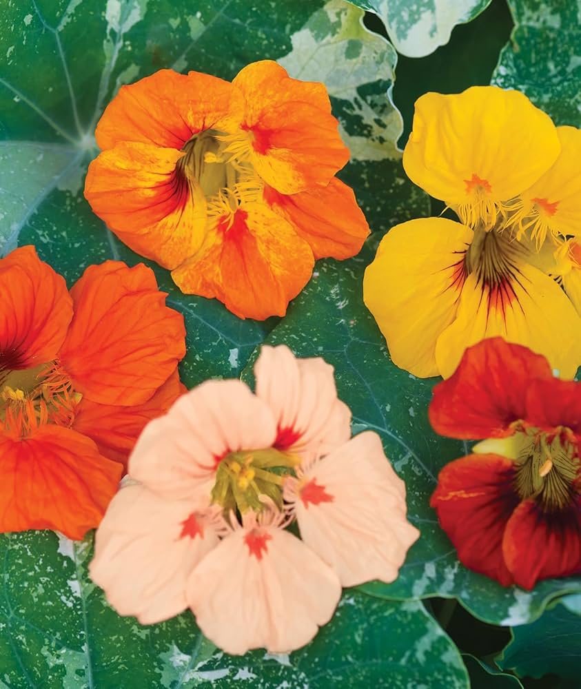 nasturtium tropaeolum flower seeds