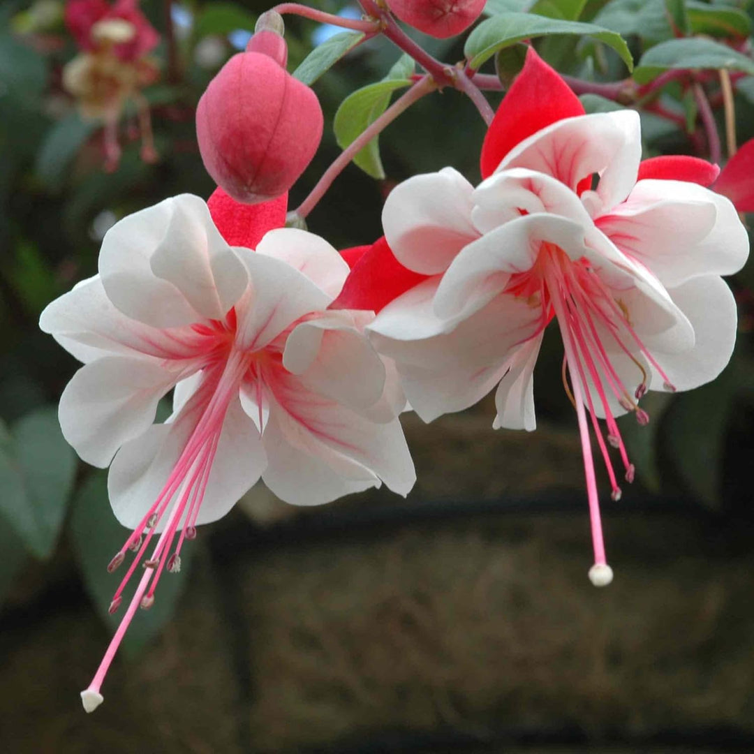 Flower Seeds, Seeds for Planting, Plant Seeds