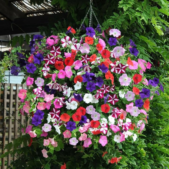 Petunia Flower Seeds for Planting Mixed Color 100 pcs