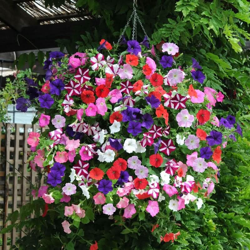petunia mix flower seeds