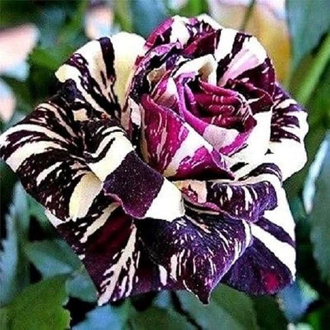 dark khaki flower seeds