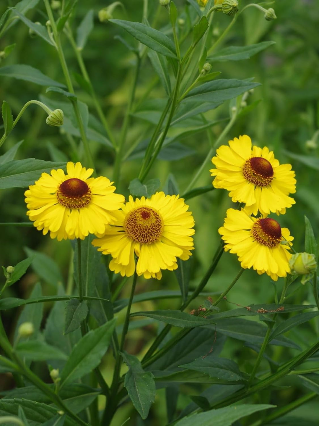 helenium flower seeds Heirloom Helenium Flower Seeds Non-GMO for Garden Planting Bright Late-Summer Blooms