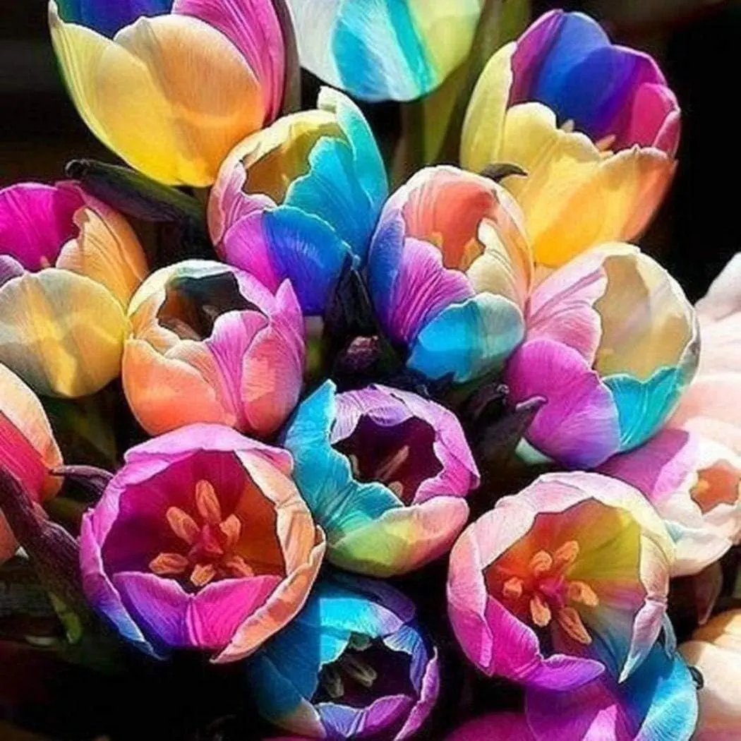 futuba rainbow flower seeds