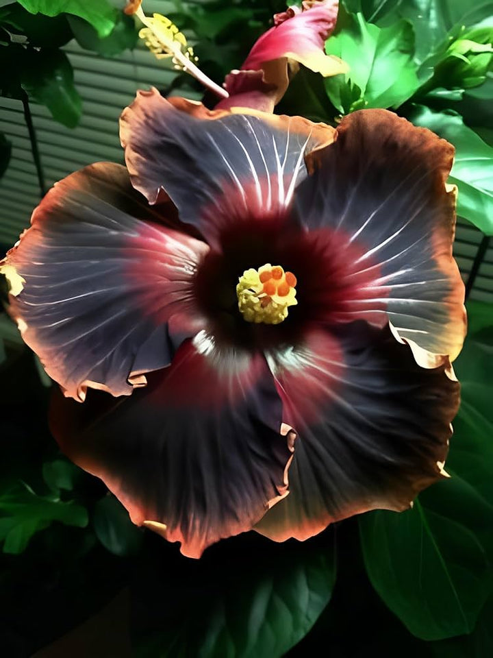 Brown Orange Hibiscus Flower Seeds - 100 pcs