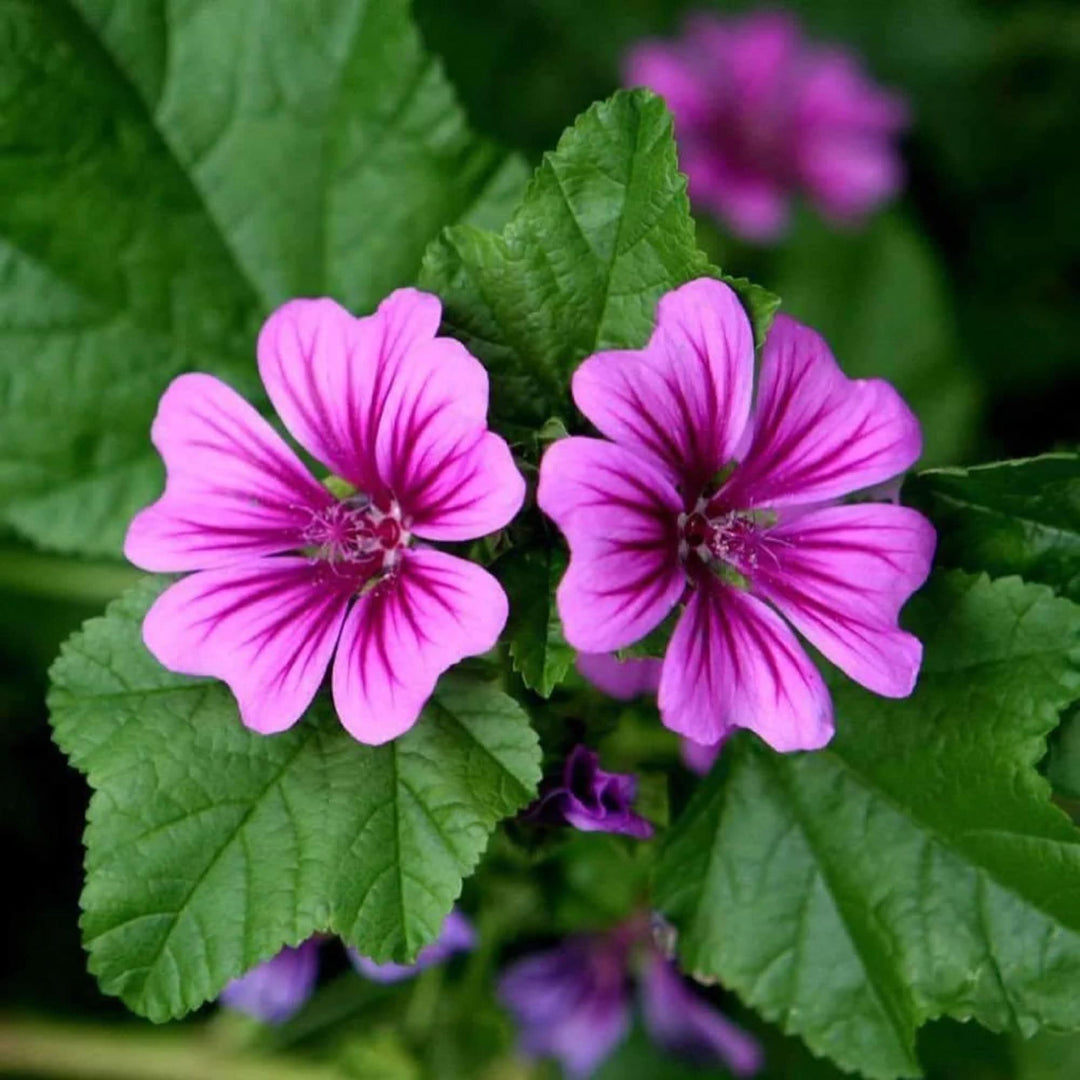 pink bright flower seeds