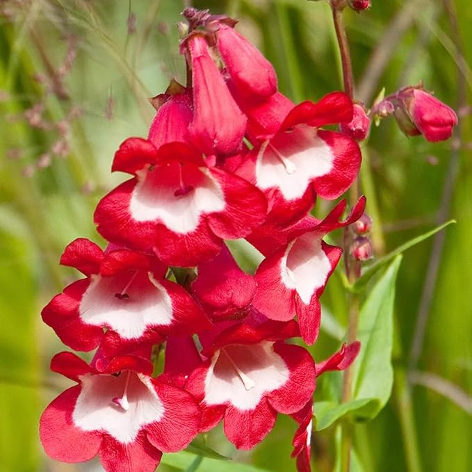 Organic Heirloom Red Penstemon Hartwegii Flower Seeds for Planting – Non-GMO Hummingbird Garden Blooms