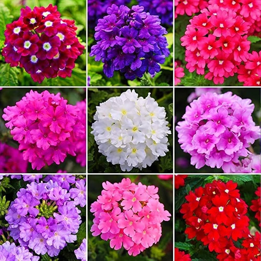 Stripe Verbena Flower Seeds for Planting - 100 pcs