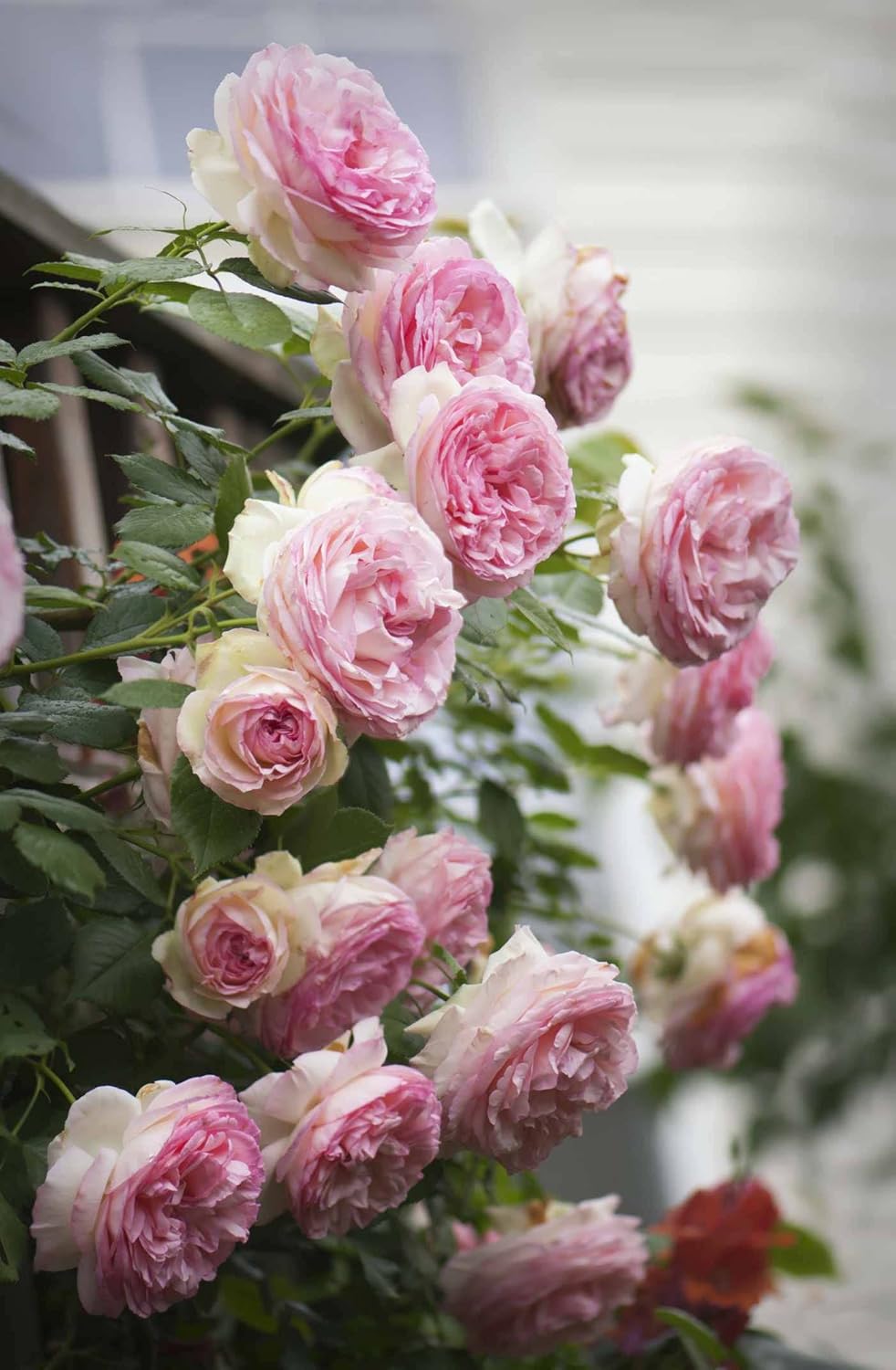 pink rose bush seeds Pale Pink Climbing Rose Plant Seeds for Planting Non-GMO Heirloom Garden Seeds for Home and Outdoor Growing