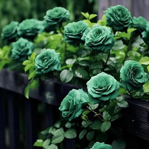 Scottish Green Rose Flower Seeds for Planting 100 pcs