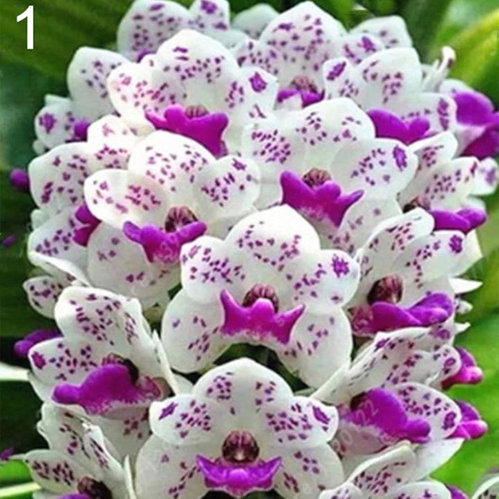 White Violet Cymbidium Flower Seeds for Planting, 100 pcs