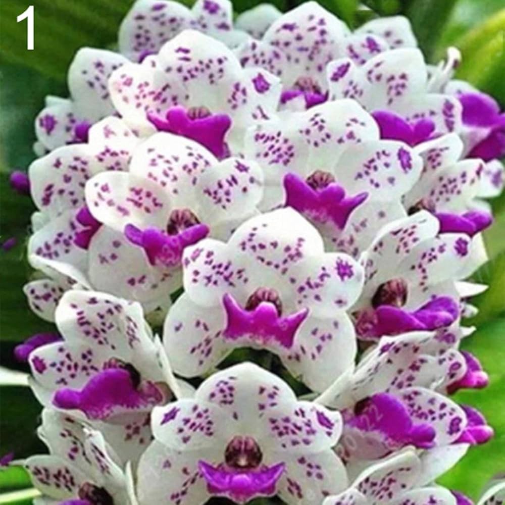 white violet flower seeds