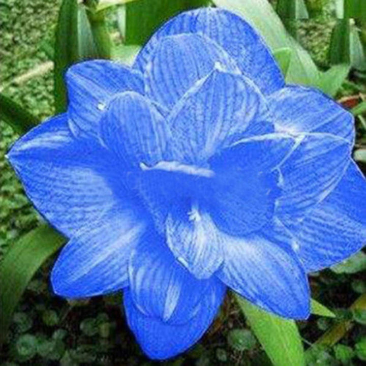 Blue Amaryllis Flower Seeds – Heirloom Non-GMO Seeds for Garden Planting