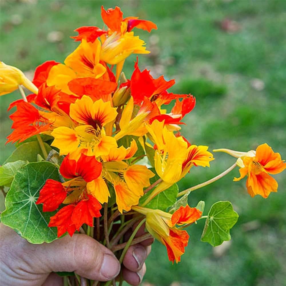 rainbow scented flower seeds