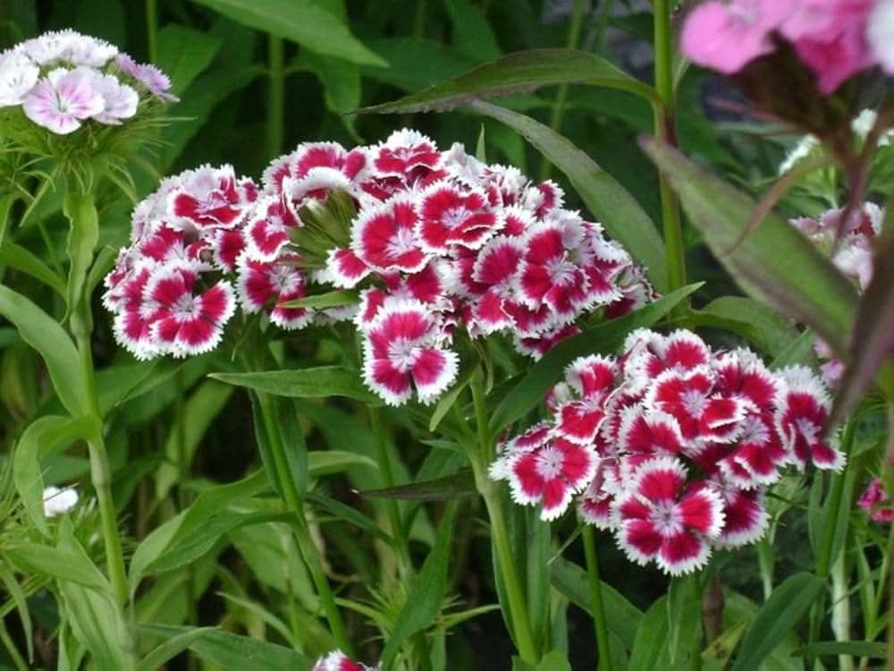 sweet william flower seeds