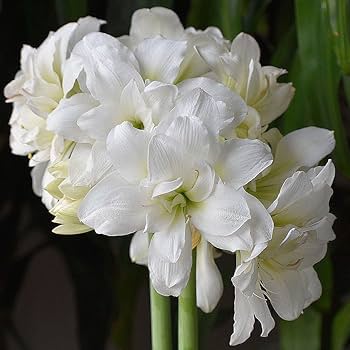 Marde Ross Marquise Amaryllis Dobbelt hvide blomsterfrø til plantning