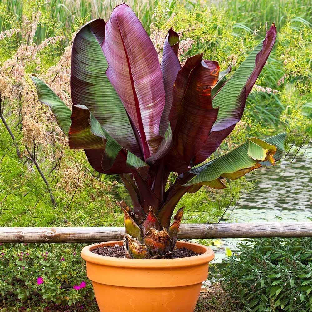 musa balbisiana flower seeds