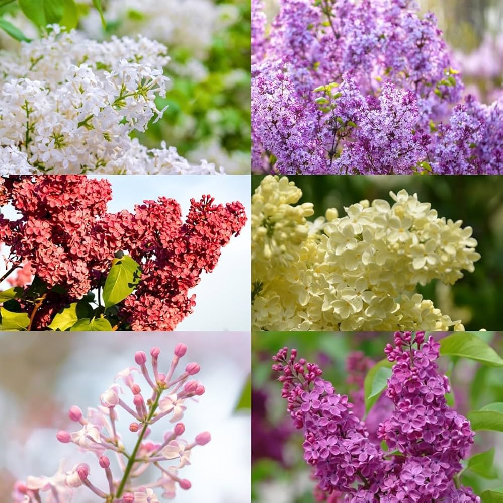 lilac flower seeds Mixed Lilac Seeds for Planting – Heirloom, Non-GMO Flower Seeds for Vibrant Garden Blooms