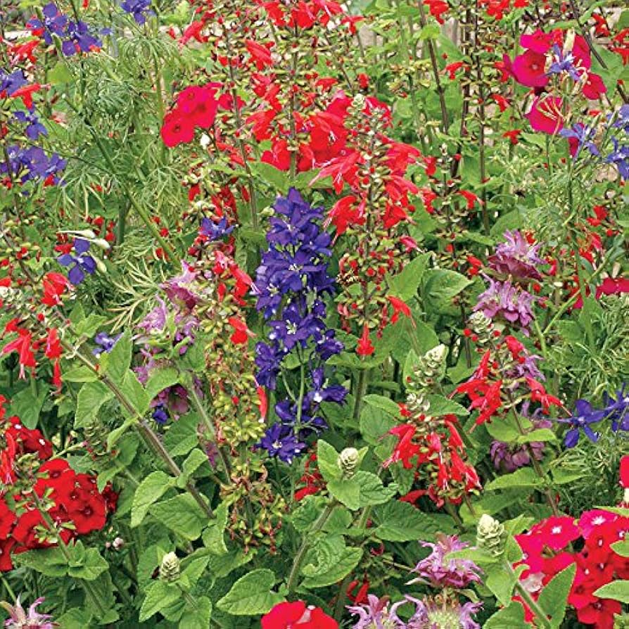hummingbird haven flower seeds