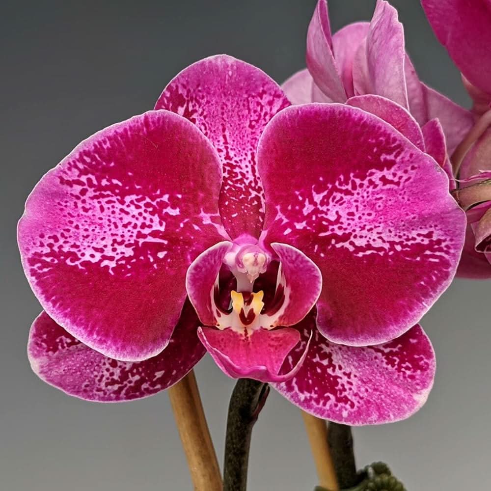 phalaenopsis orchid flower seeds