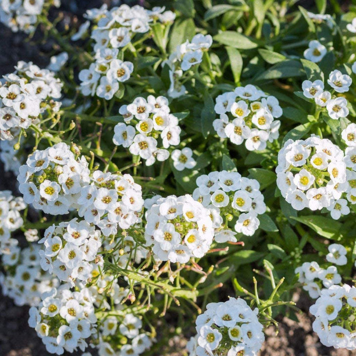 Alyssum Blomsterfrø til Plantning ,Heirloom Frø -100 stk