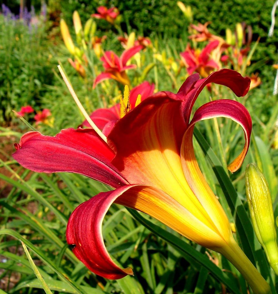 Flower Seeds, Seeds for Planting, Plant Seeds