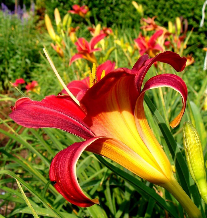 Flower Seeds, Seeds for Planting, Plant Seeds