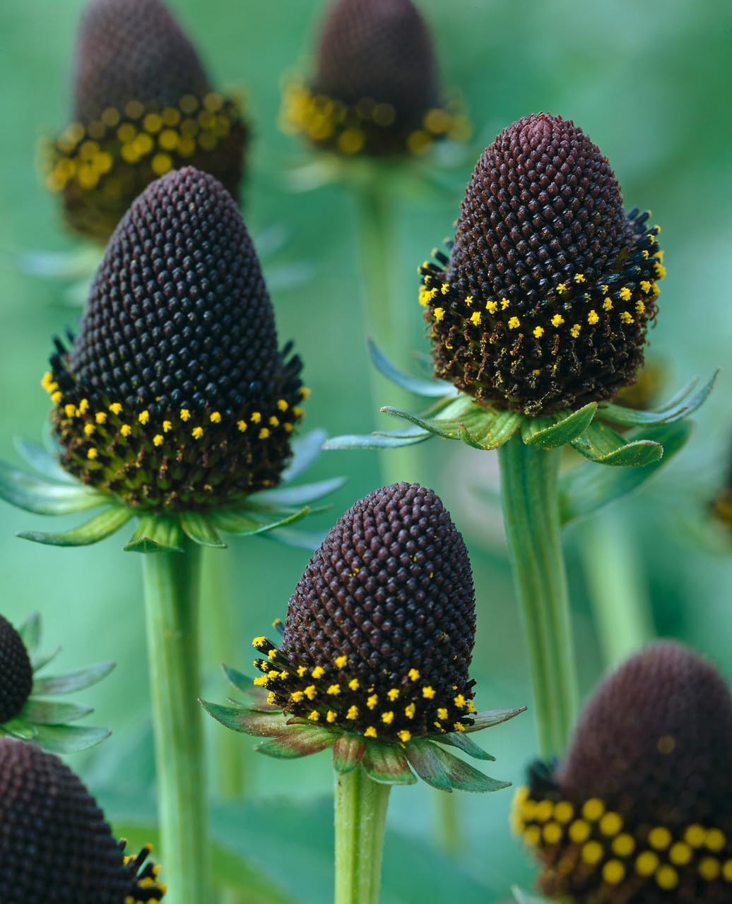 Flower Seeds, Seeds for Planting, Plant Seeds