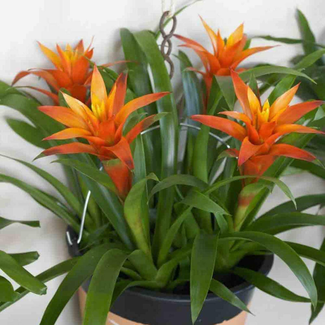 Bromeliad Tillandsia Bulbosa Orange Plant Seeds for Planting 100 pcs