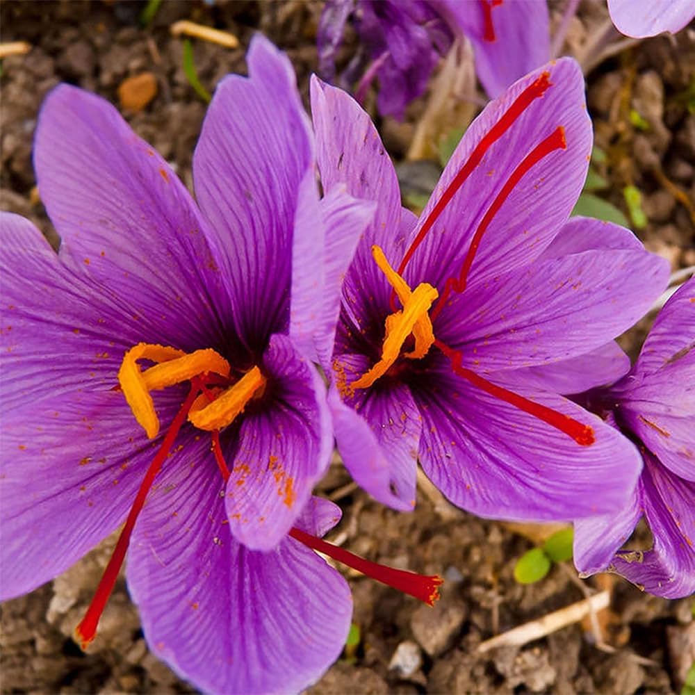 saffron pot flower seeds