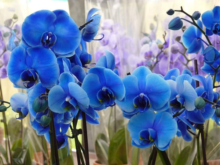 Phalaenopsis Flower Seeds for Planting - Sky Blue & White 100 pcs