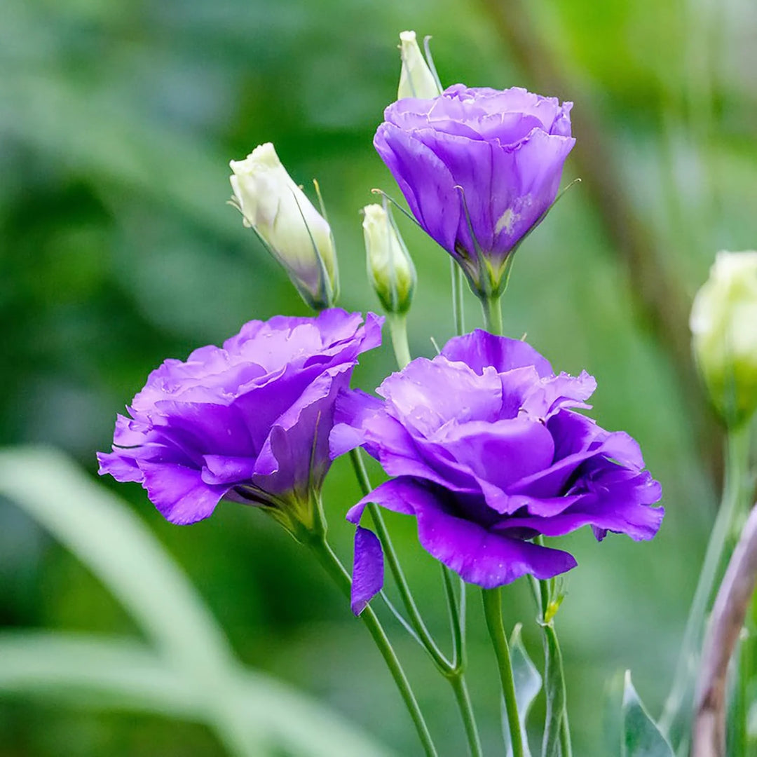 Purple Eustoma Flower Seeds 100 pcs