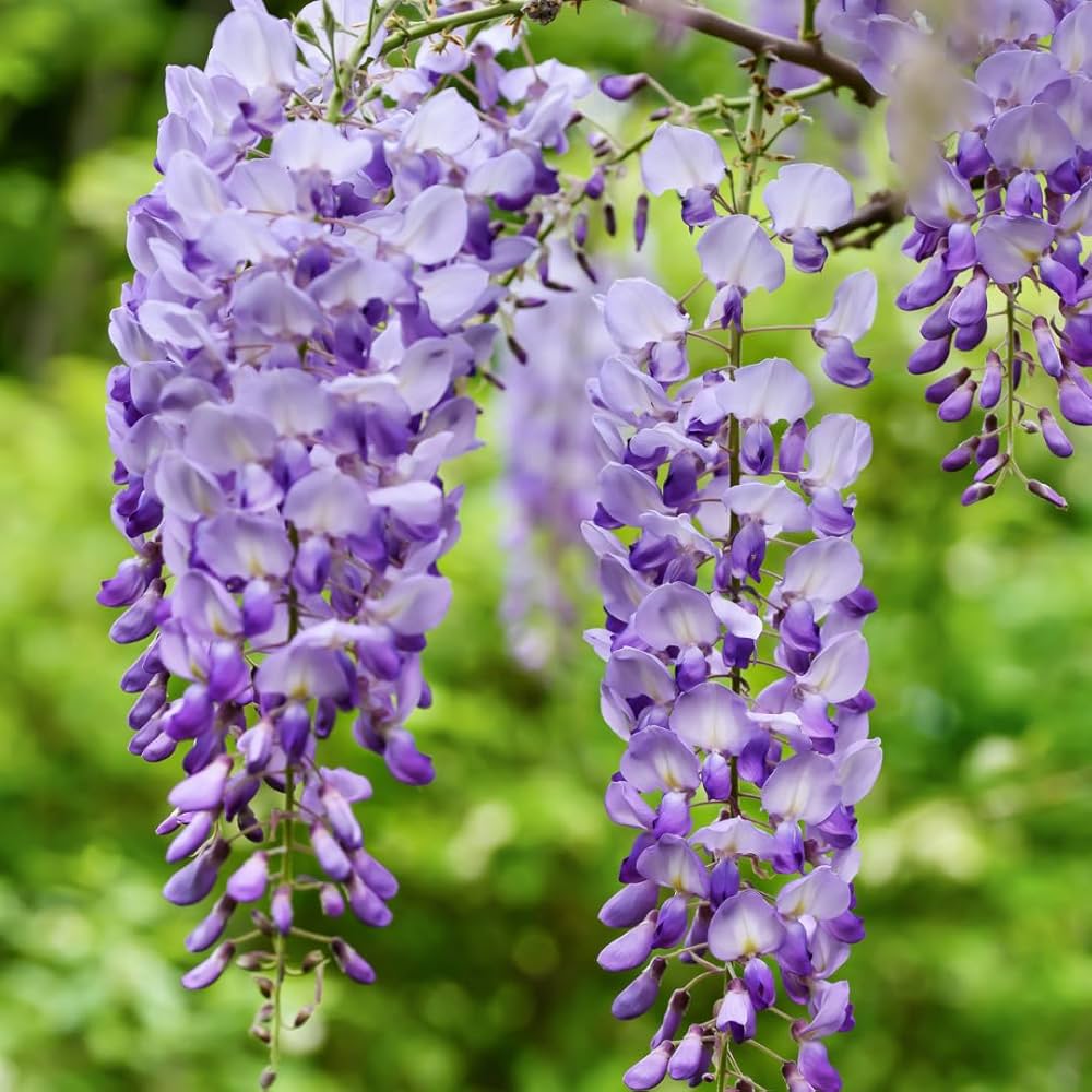 Heirloom Non-GMO Wisteria Flower Seeds for Planting – Fragrant Cascading  Garden Vines, High Germination