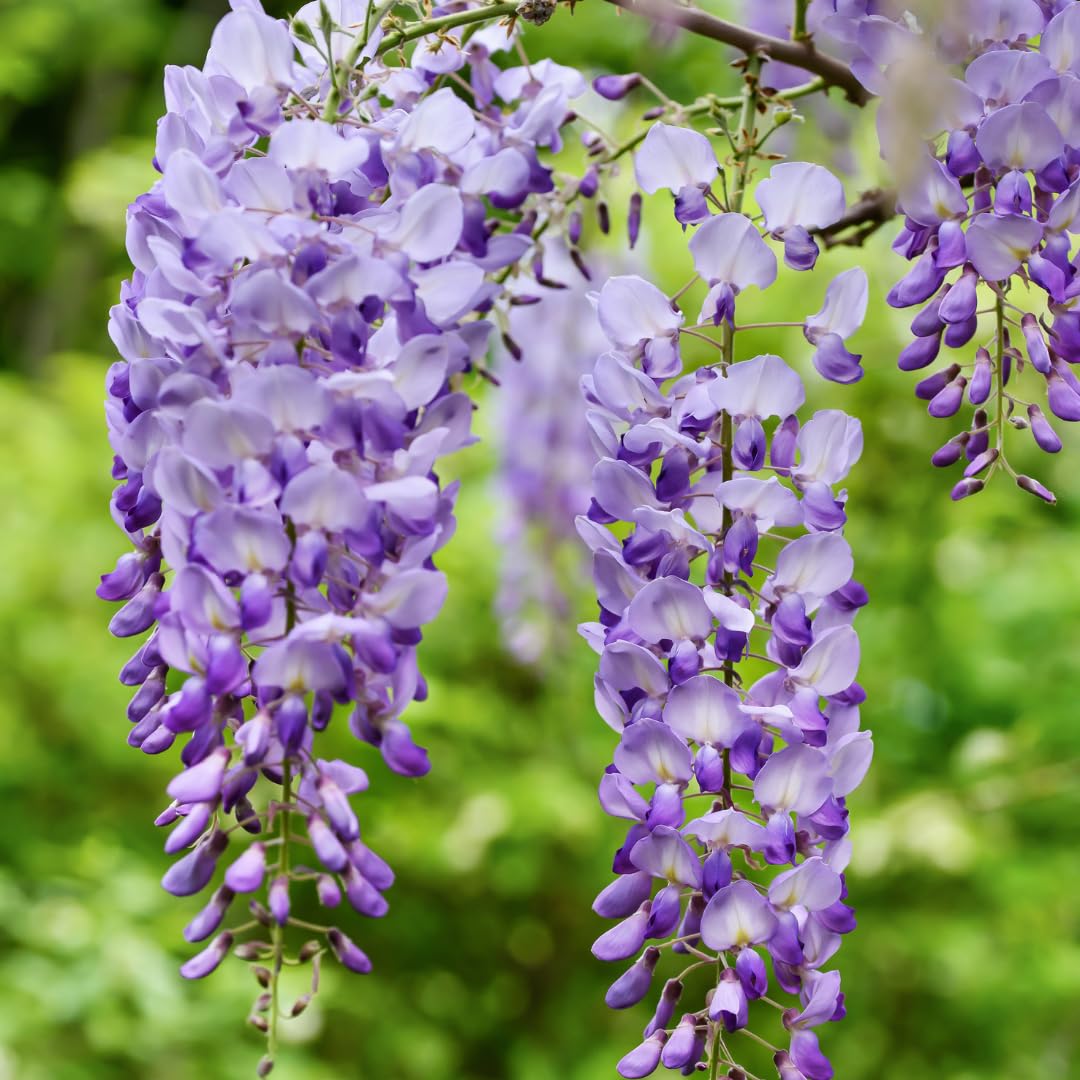 Wisteria lilla blomsterfrø til plantning - 100 stk