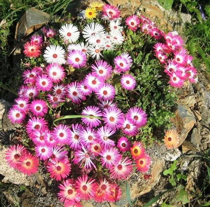 orange flora flower seeds