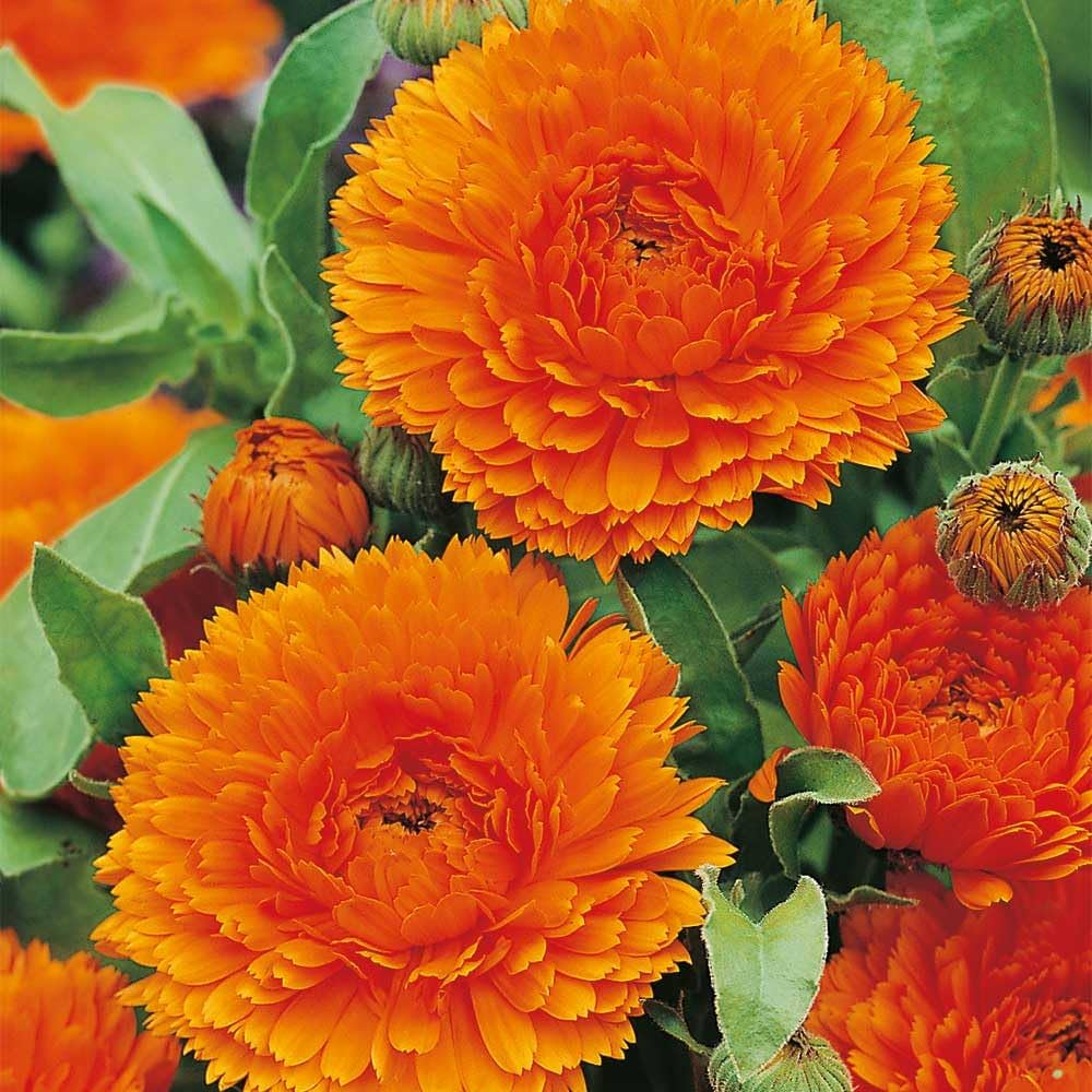 orange king flower seeds